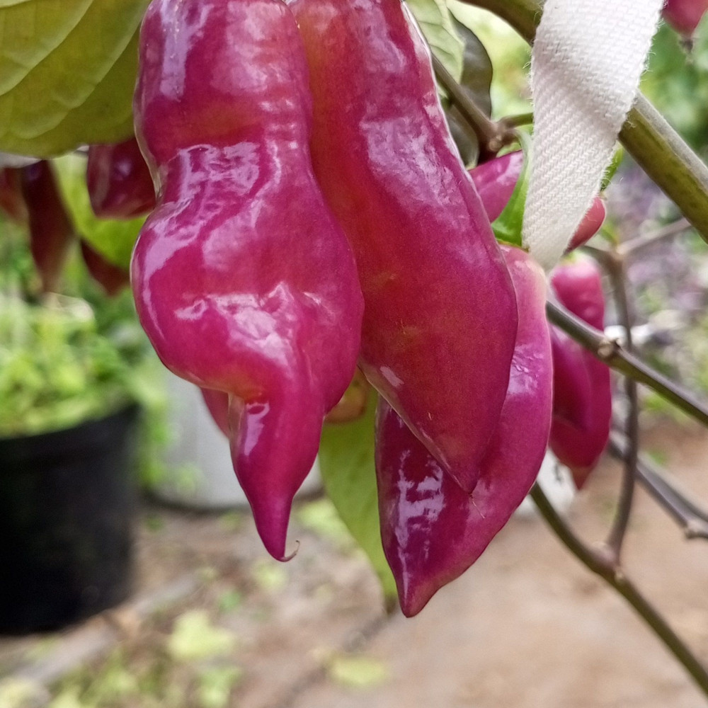 Семена острого перца Taj Mahal Pink Minion-2