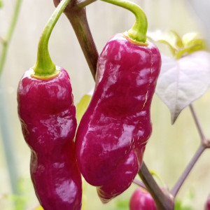 Taj Mahal Pink Minion