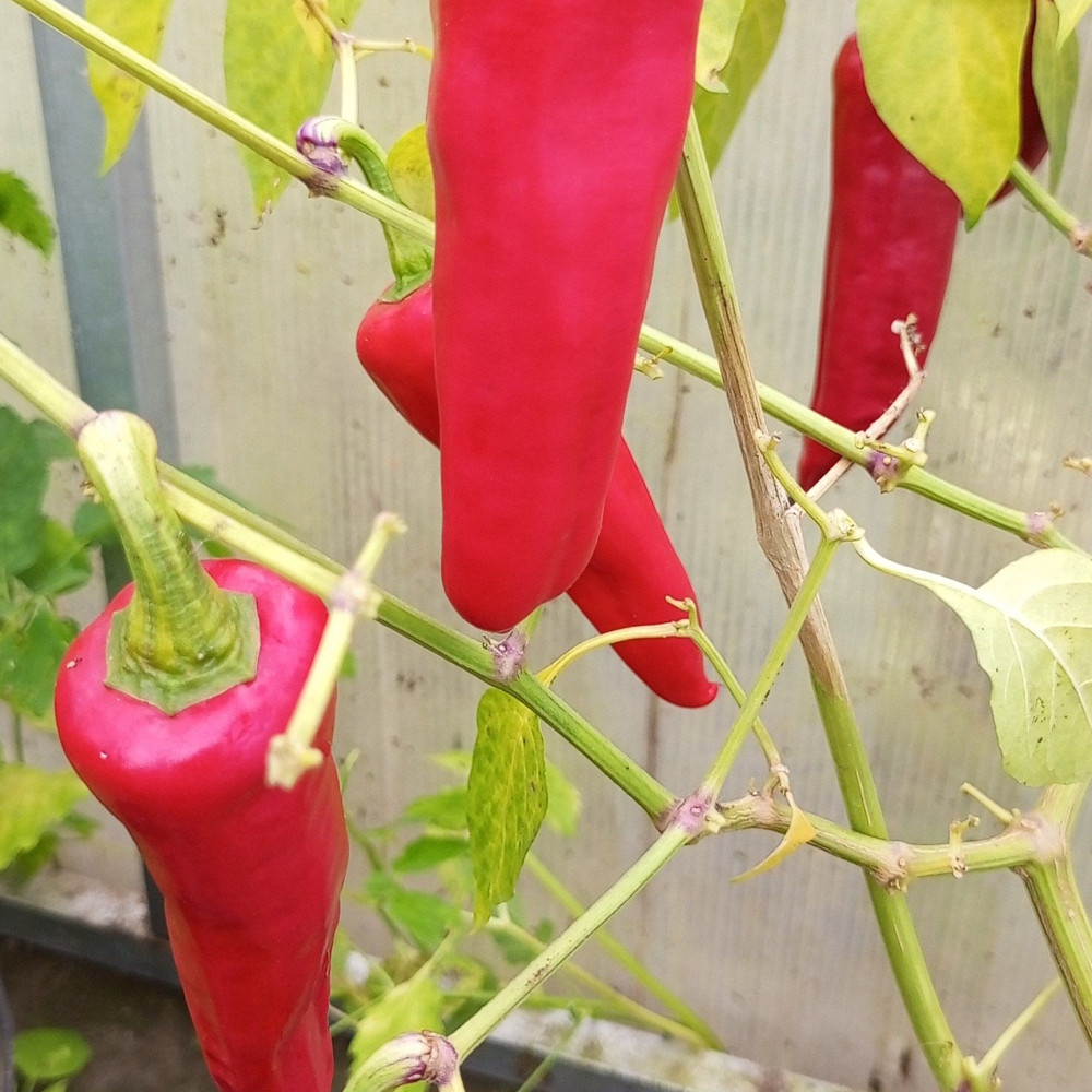 Семена острого перца Piment d'Esplette