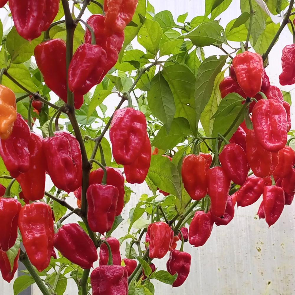 Семена острого перца Habanero Gentleman-3