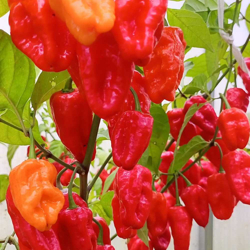 Семена острого перца Habanero Gentleman