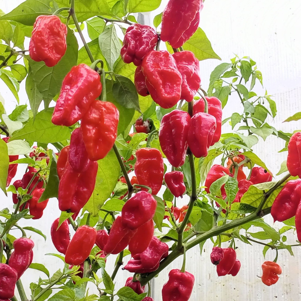 Семена острого перца Habanero Gentleman-1