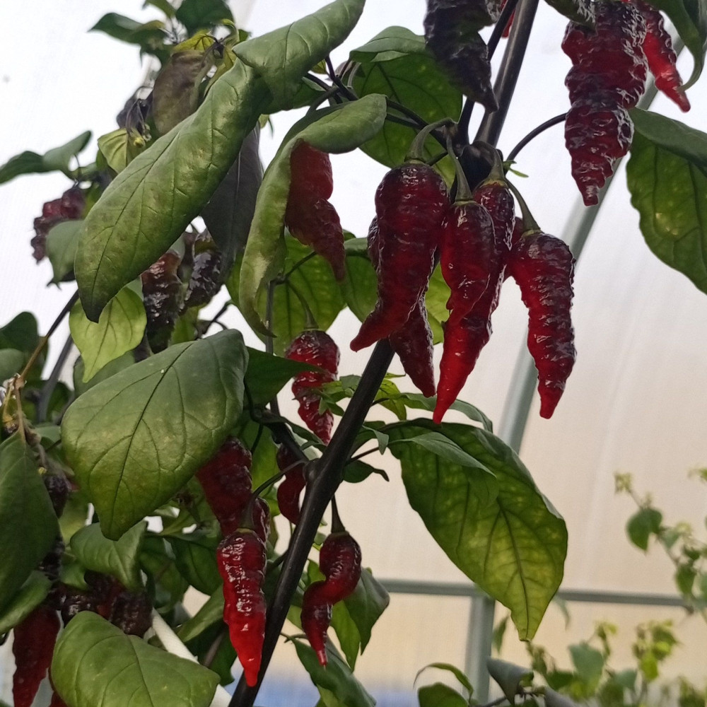 Семена острого перца Naga Colt Twister-2