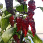 Семена острого перца Naga Colt Twister