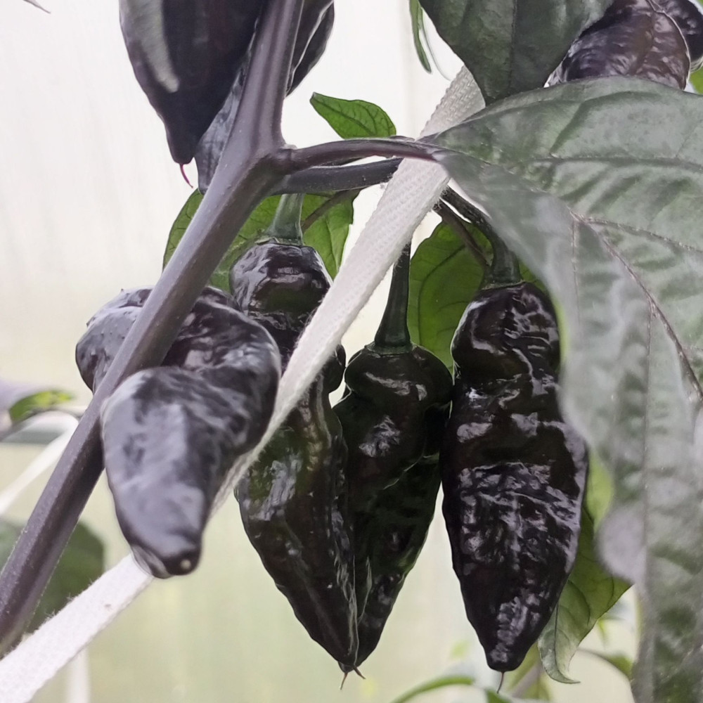 Семена острого перца Dark Chocolate-3