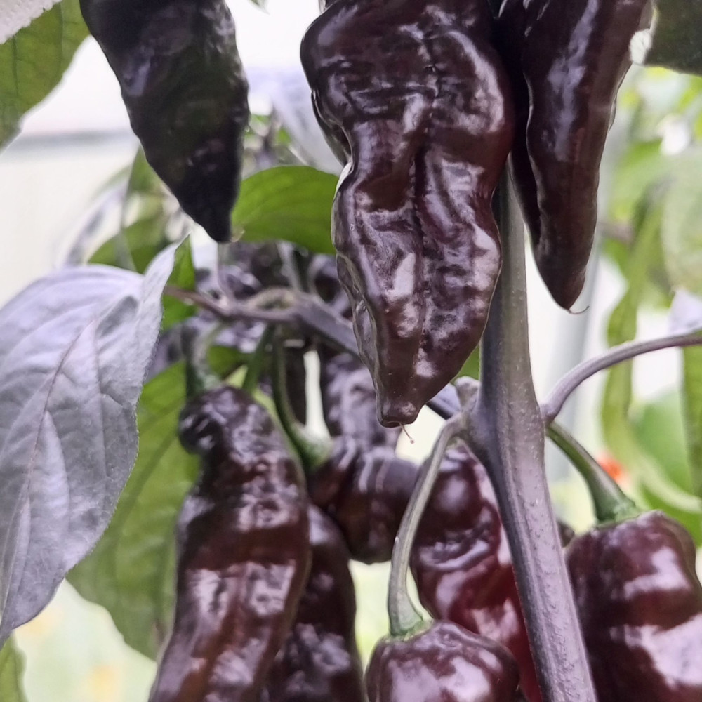 Семена острого перца Dark Chocolate