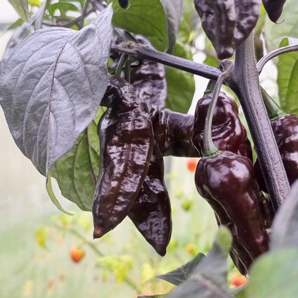 Семена острого перца Dark Chocolate-2