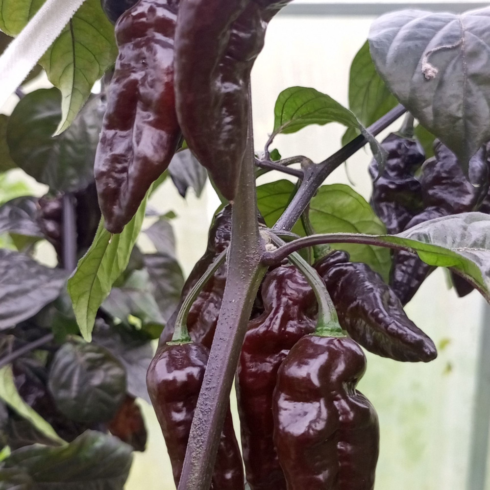 Семена острого перца Dark Chocolate-1