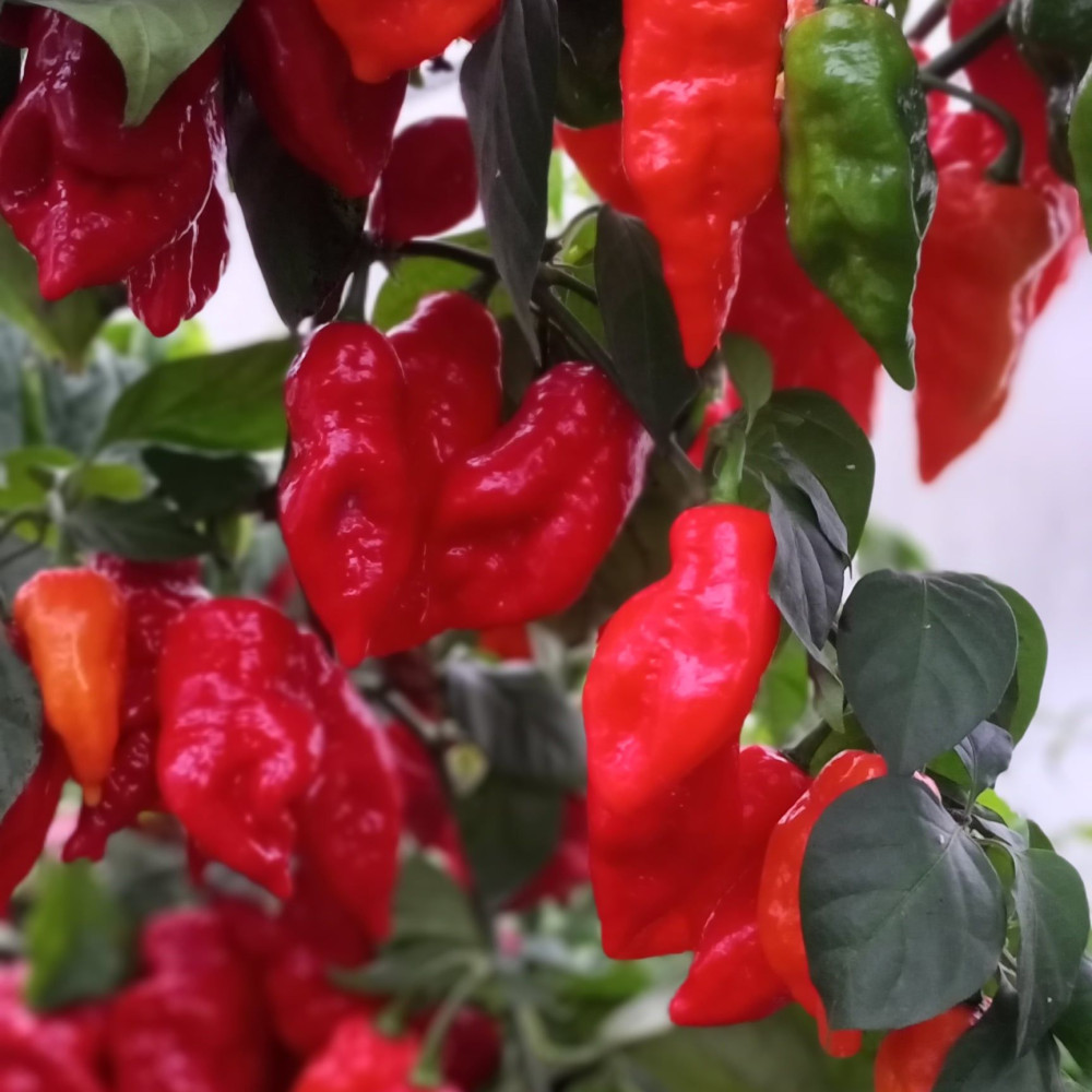 Семена острого перца El hurón