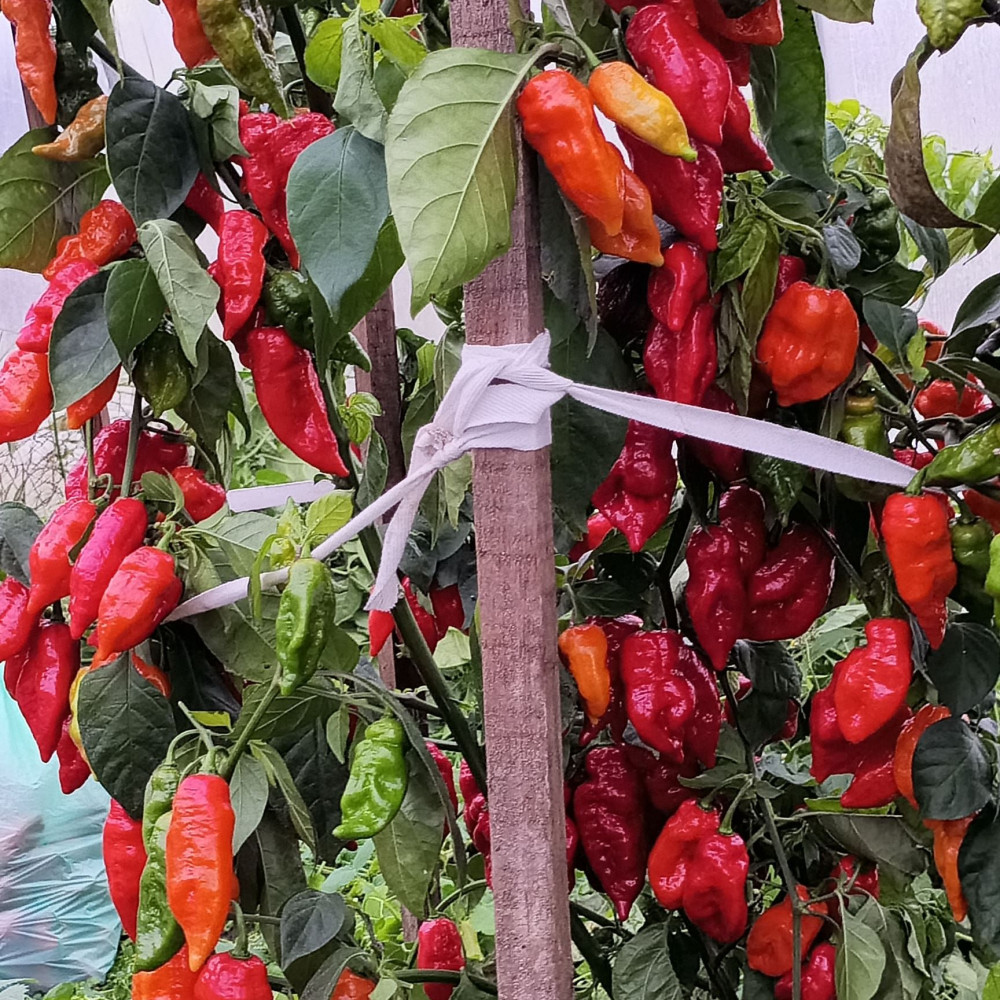 Семена острого перца El hurón-2