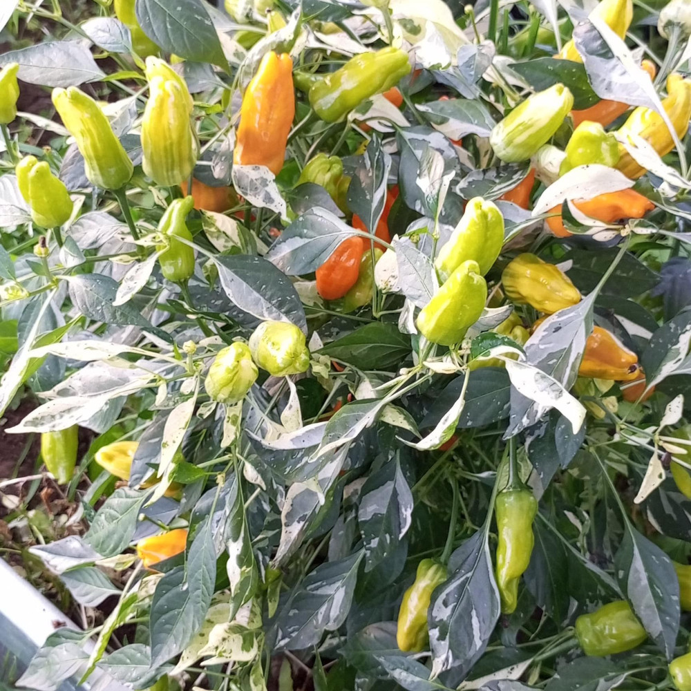 Семена острого перца Orange Fish-2