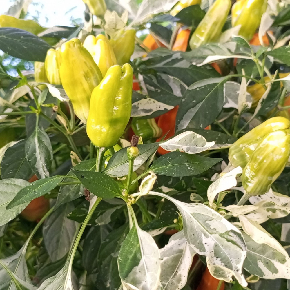 Семена острого перца Orange Fish-3