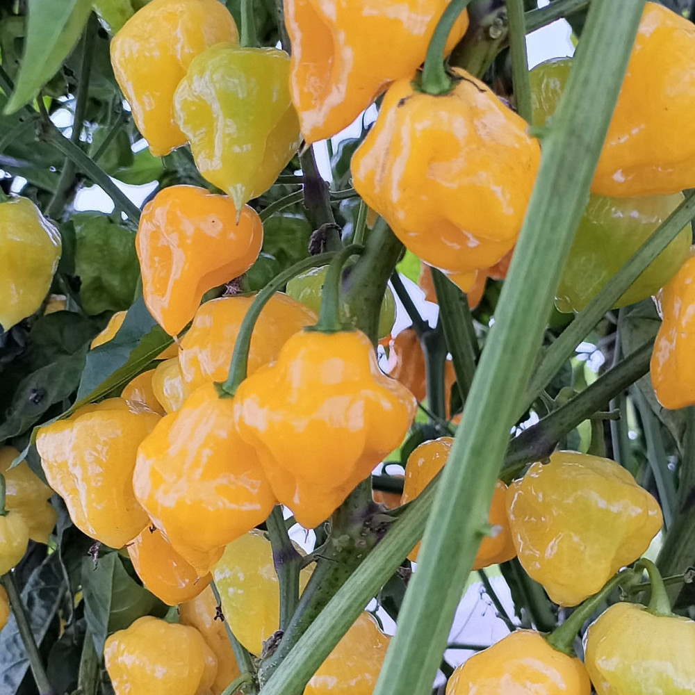 Семена острого перца MS Yellow-1