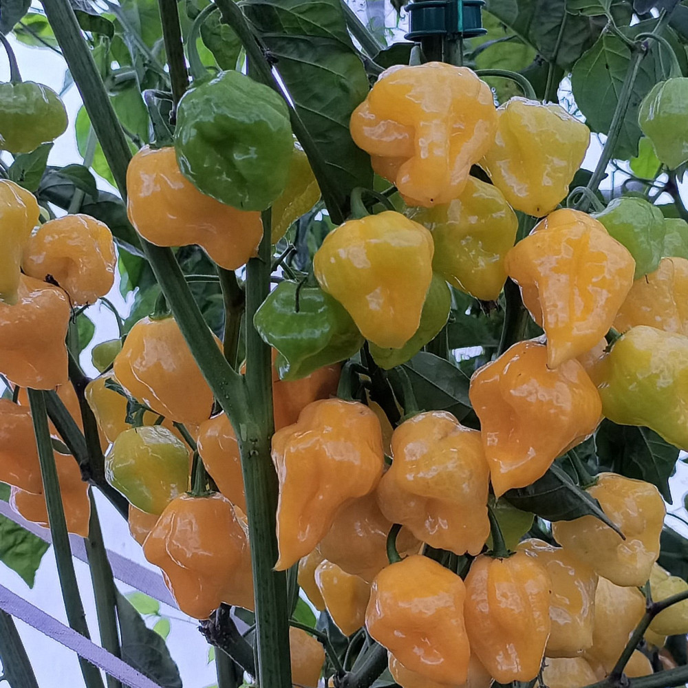 Семена острого перца MS Yellow-2