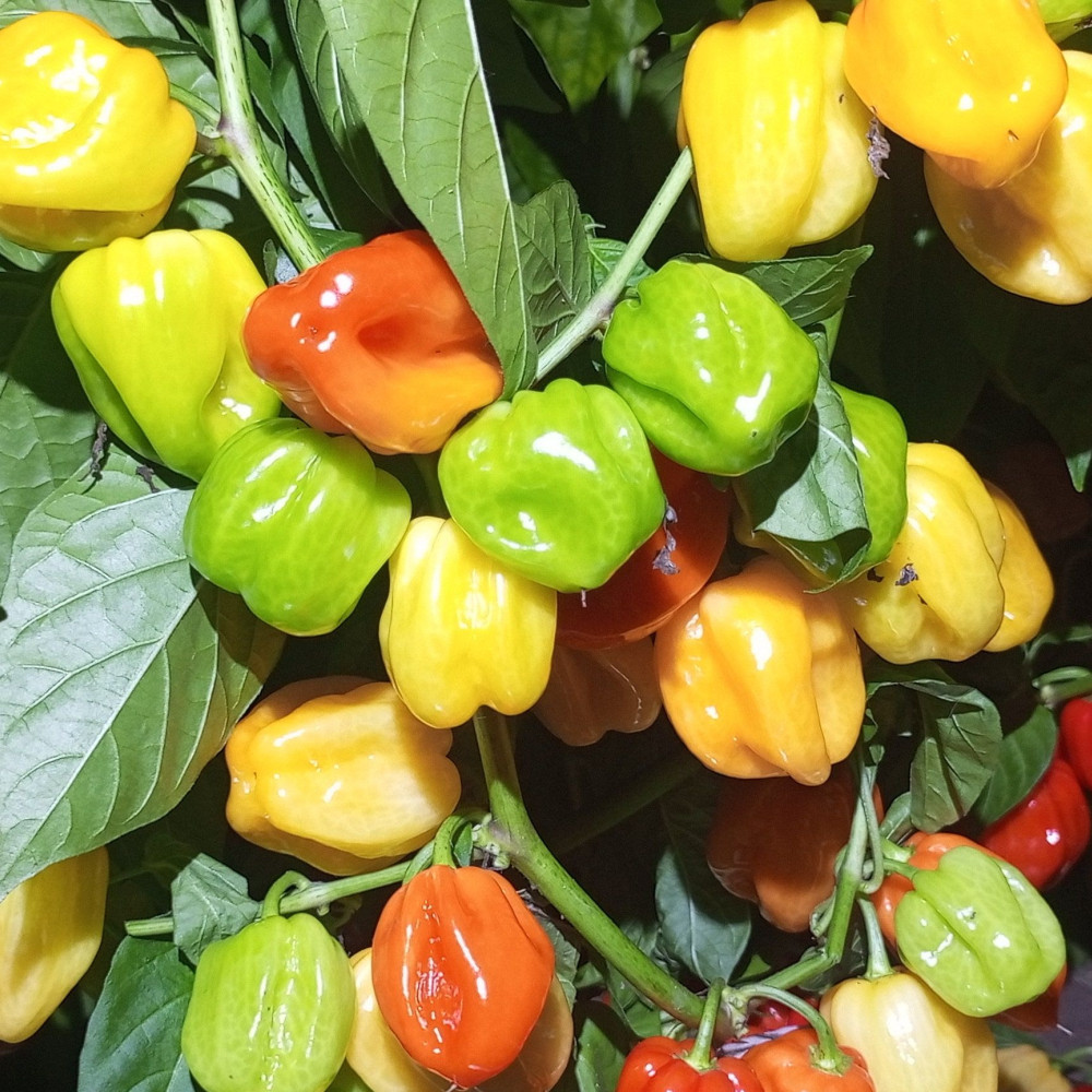 Семена острого перца Habanero Fruit Burst-1