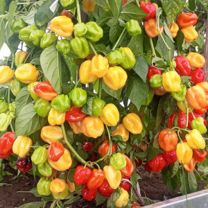 Habanero Fruit Burst