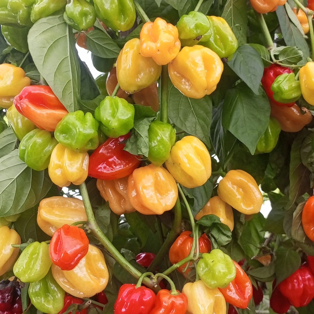 Семена острого перца Habanero Fruit Burst-2