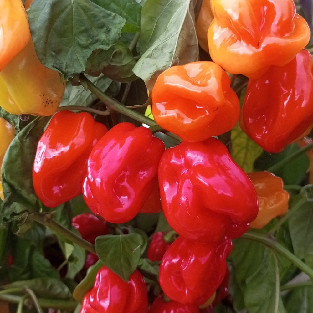 Семена острого перца Habanero Fruit Burst-3