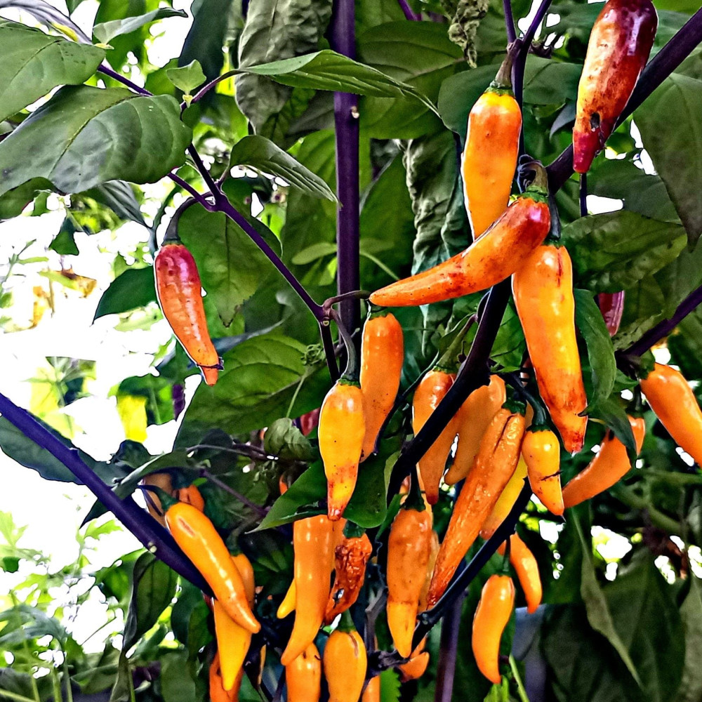 Семена острого перца Naga Colt Yellow-2