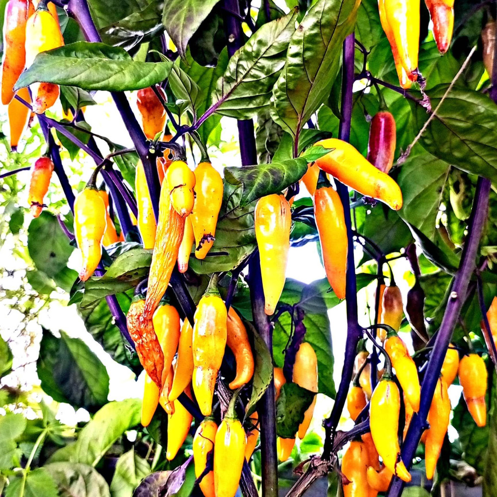 Семена острого перца Naga Colt Yellow-3