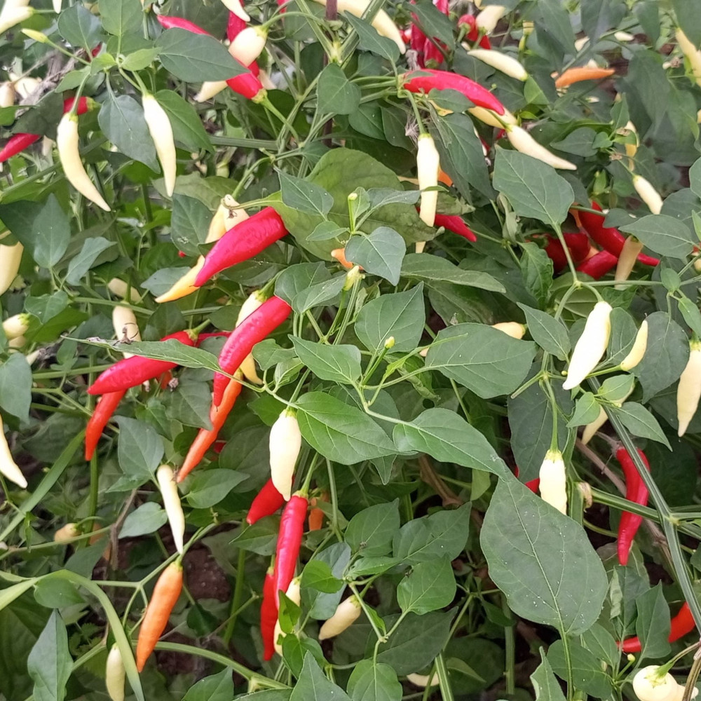 Семена острого перца Aji Omnicolor-3