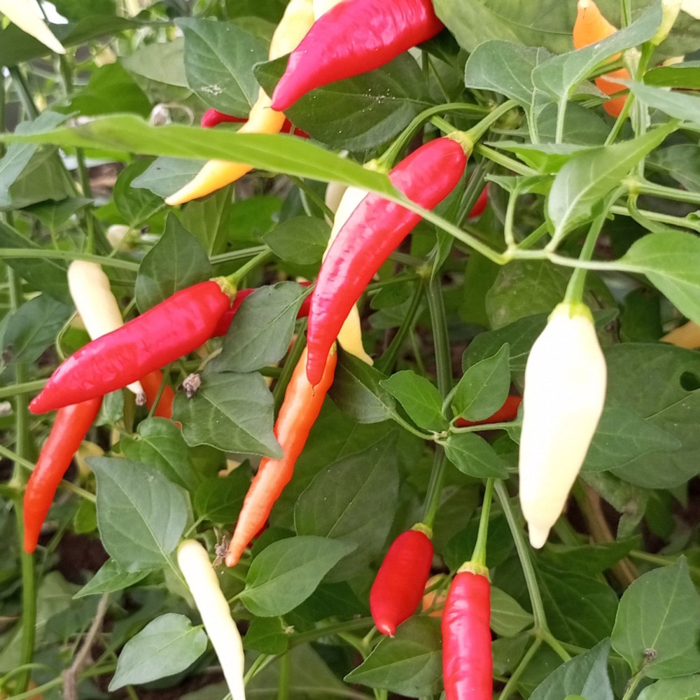 Семена острого перца Aji Omnicolor