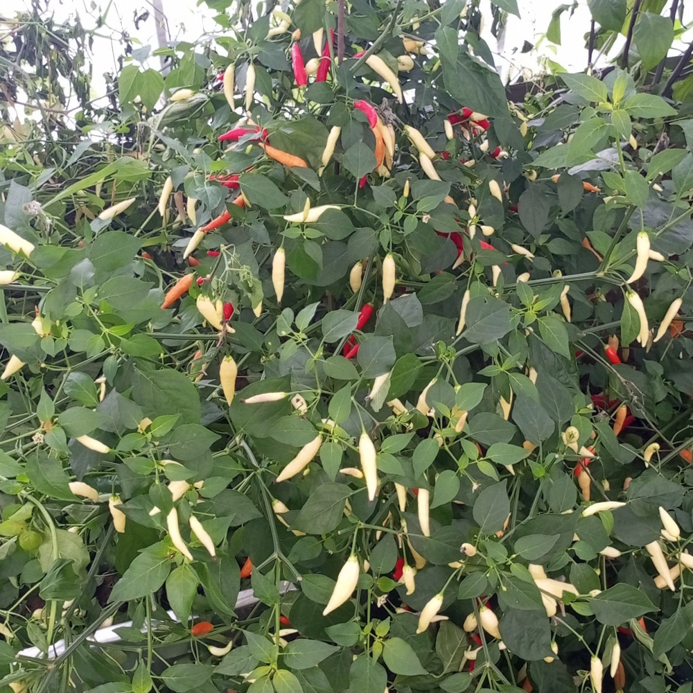 Семена острого перца Aji Omnicolor-1