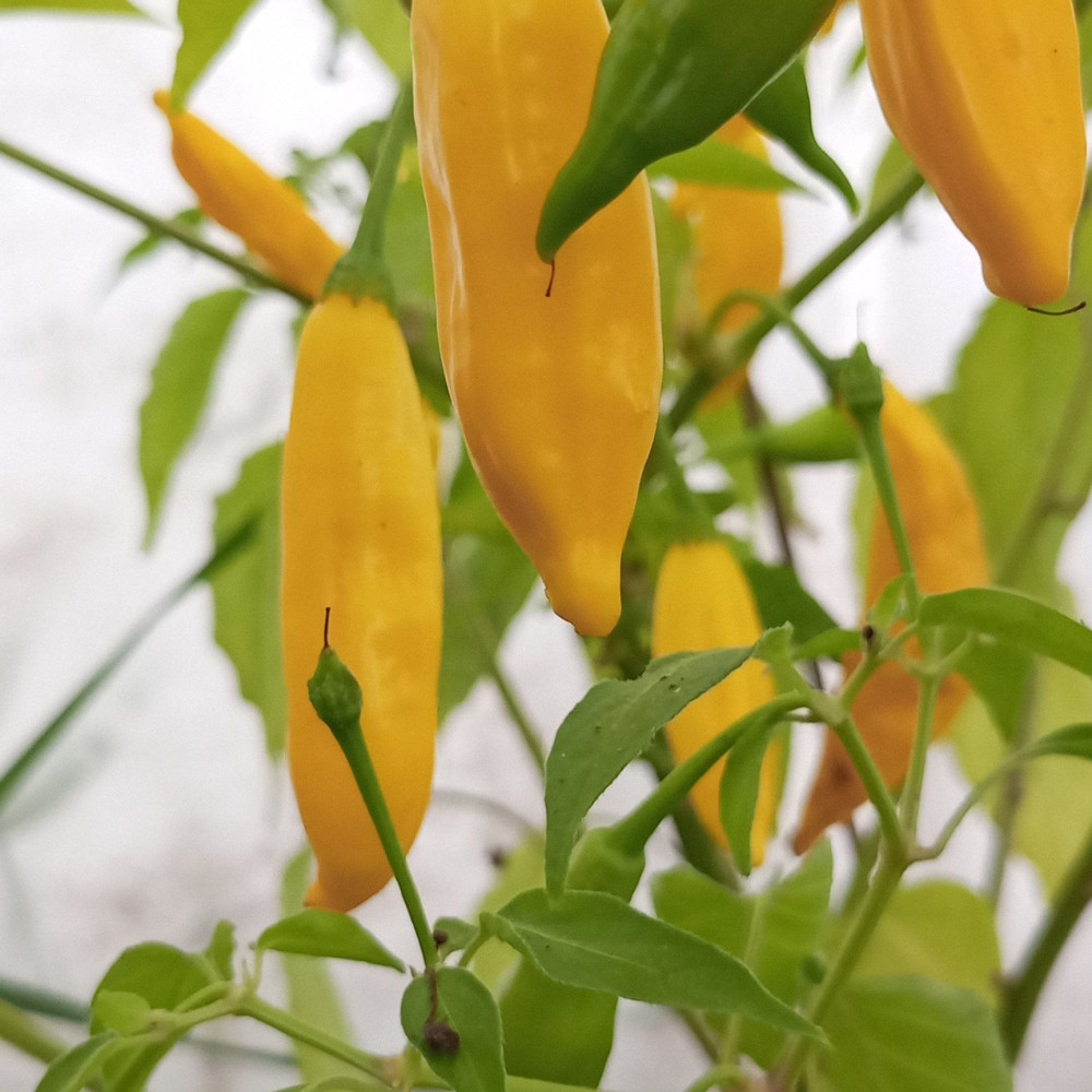 Семена острого перца Aji Pineapple