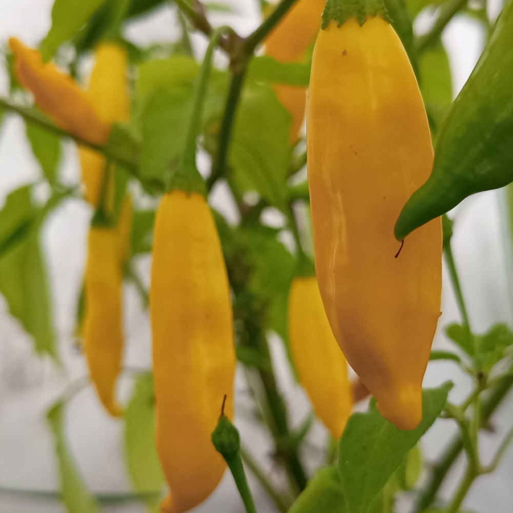 Семена острого перца Aji Pineapple-2