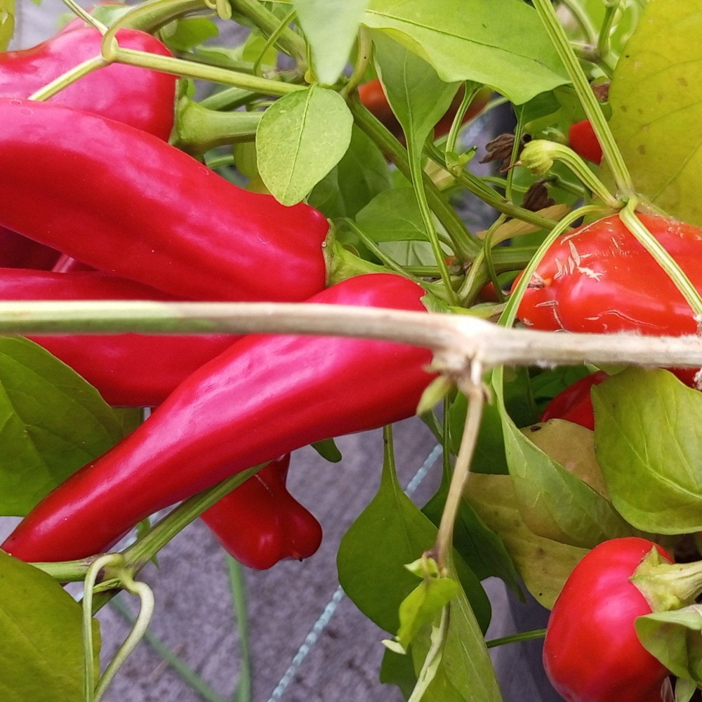 Семена острого перца Aji Rico-3