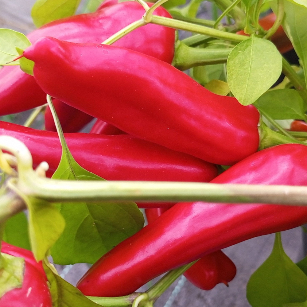 Семена острого перца Aji Rico-2