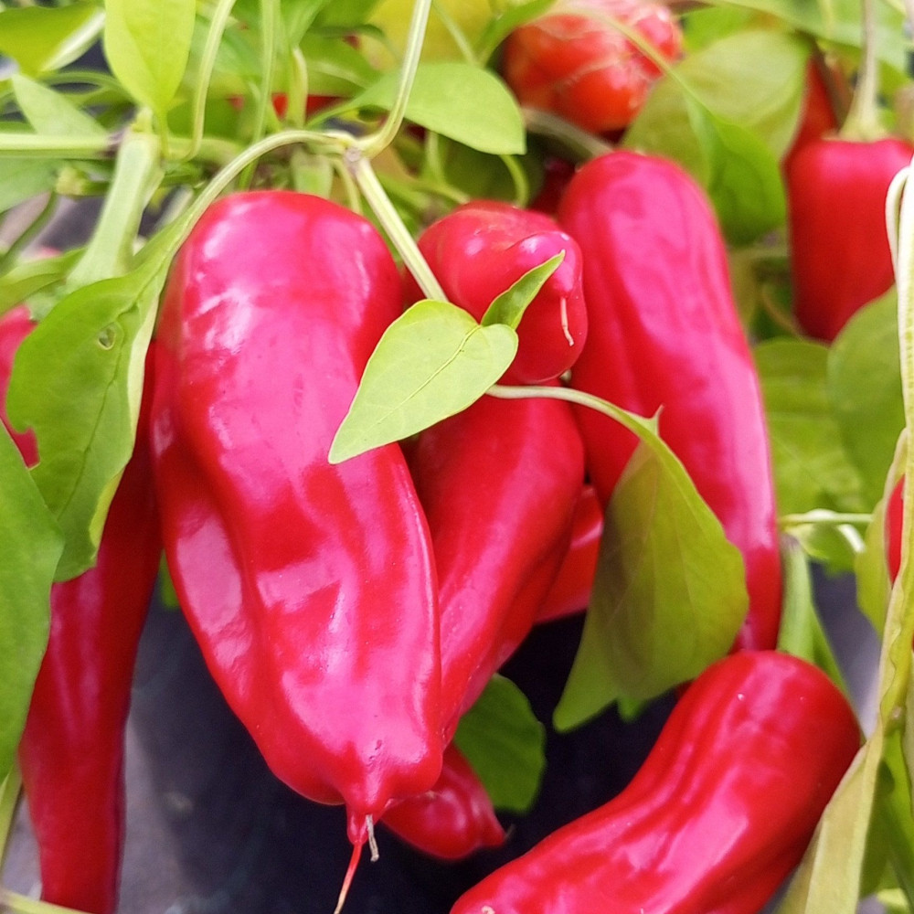 Семена острого перца Aji Rico-1