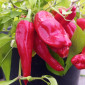 Семена острого перца Aji Rico