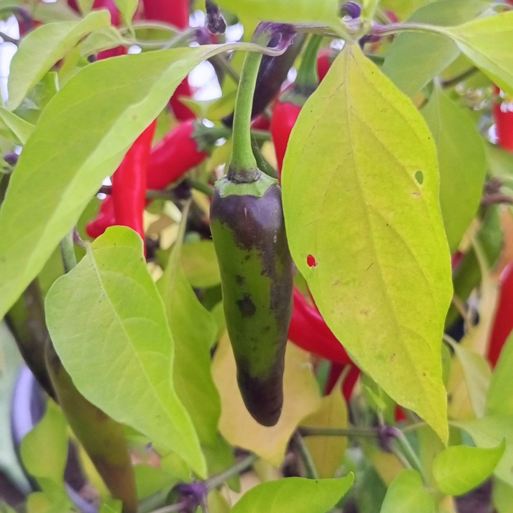 Семена острого перца Princess Lu Lu-1