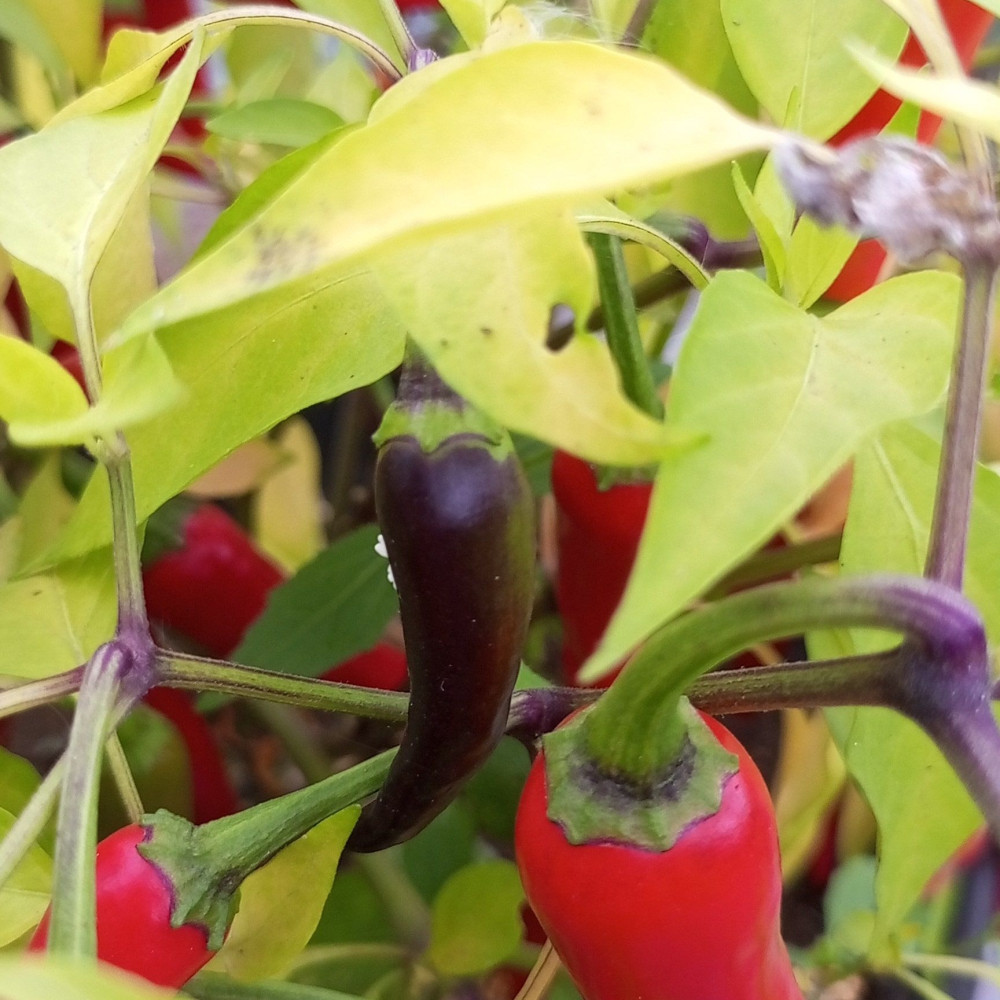 Семена острого перца Princess Lu Lu-3