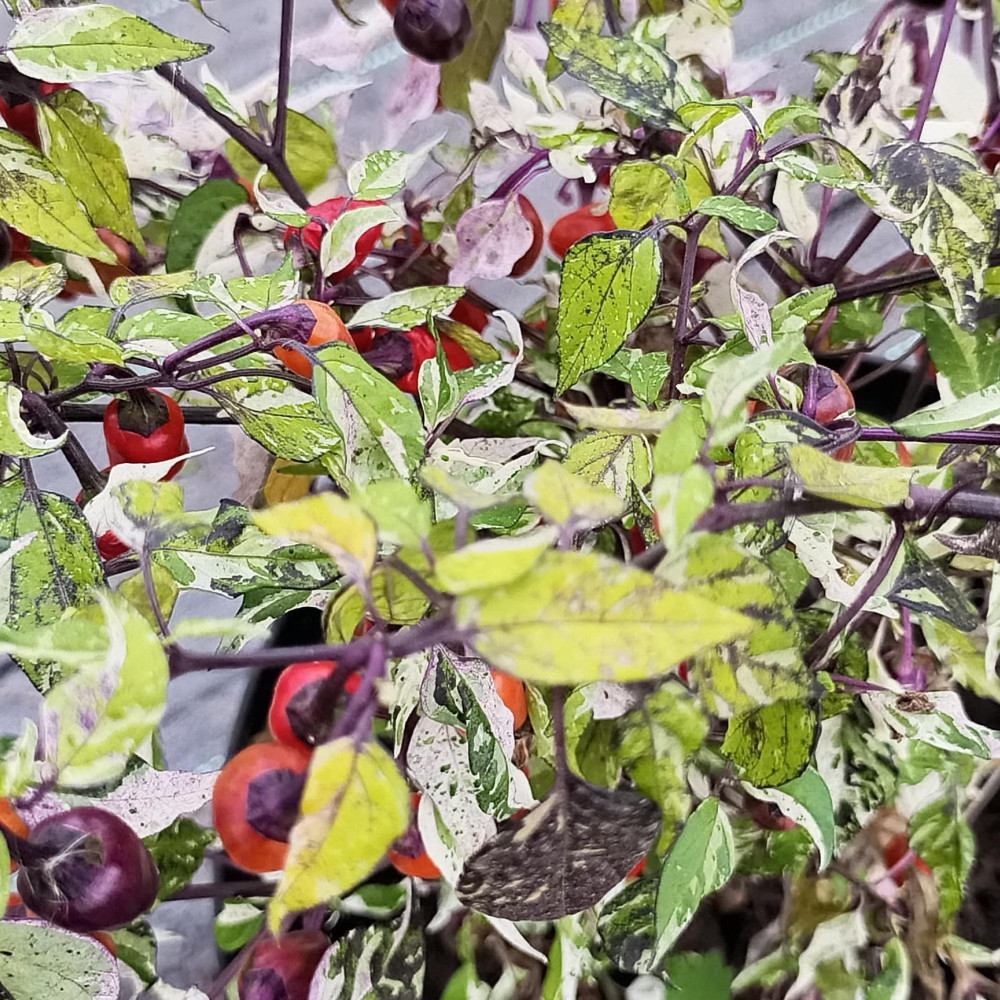 Семена острого перца Purple Tiger-2