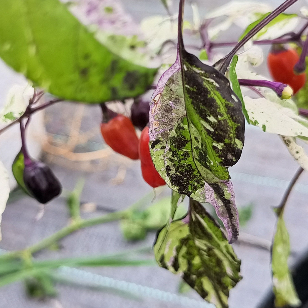 Семена острого перца Purple Tiger-1