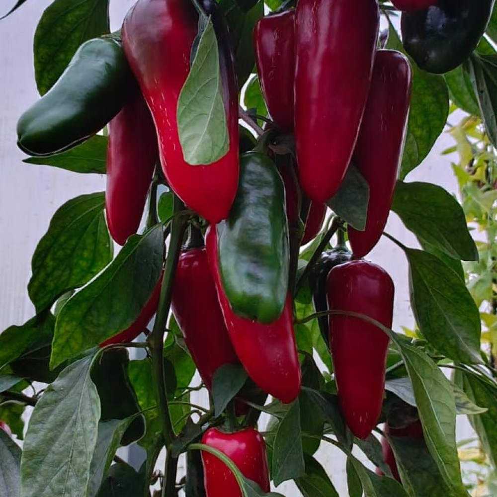 Семена острого перца Emerald Fire-1