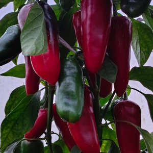 Jalapeno Emerald Fire