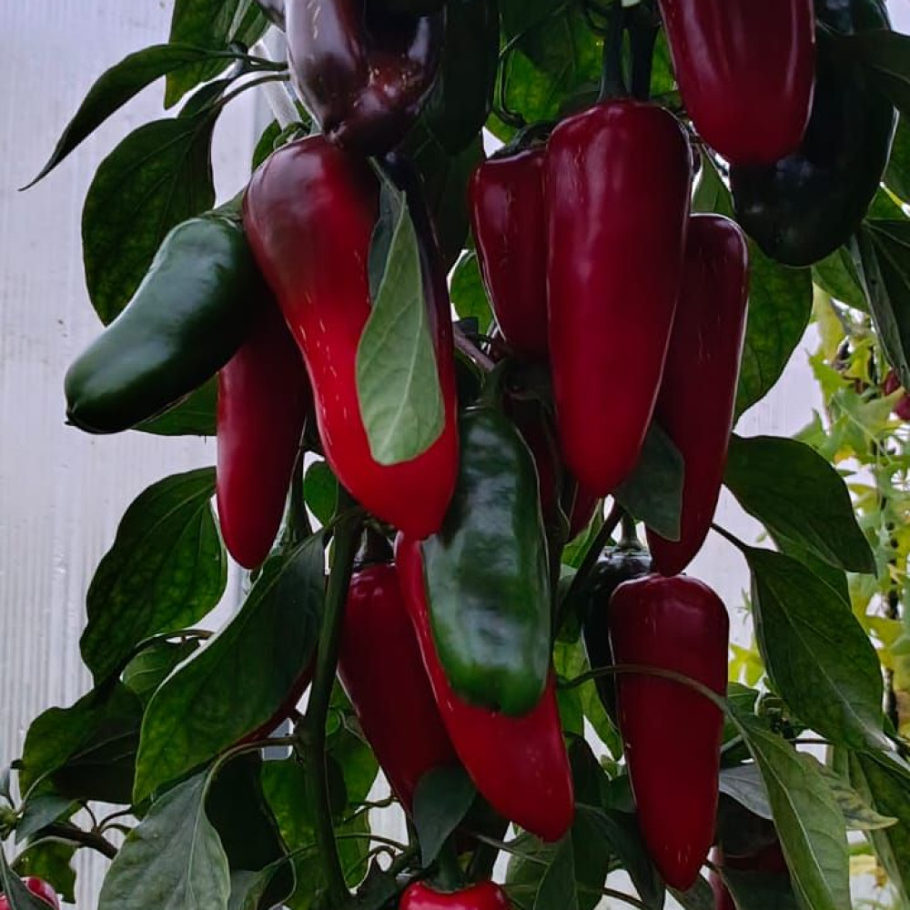 Семена острого перца Emerald Fire-2