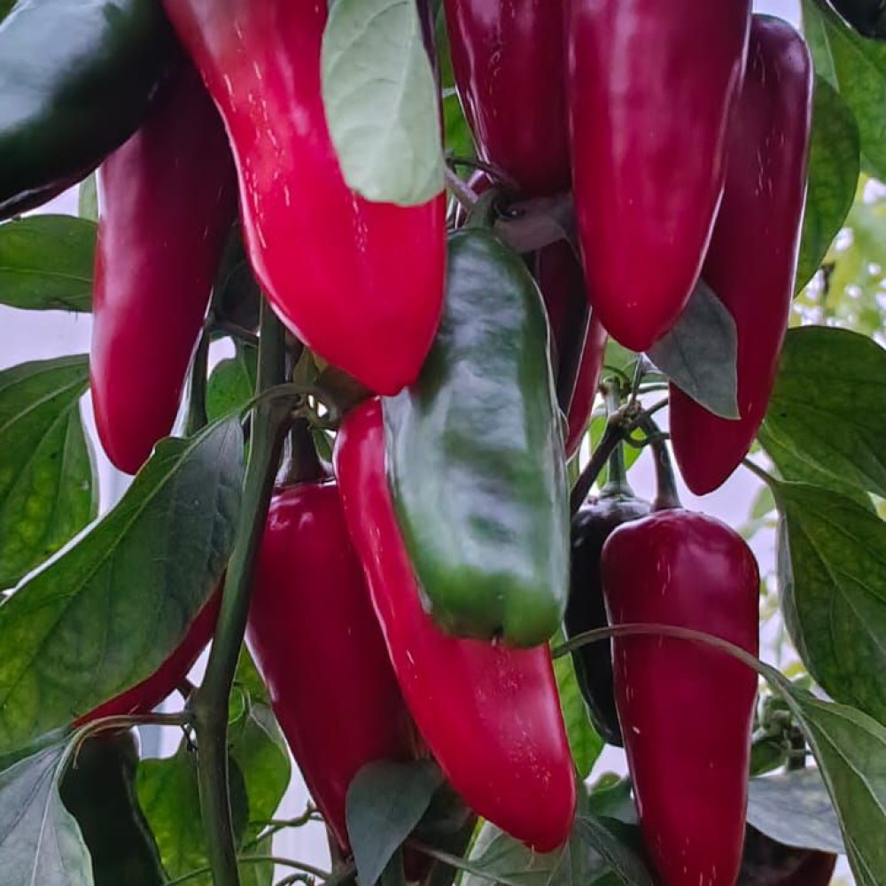 Семена острого перца Emerald Fire-3