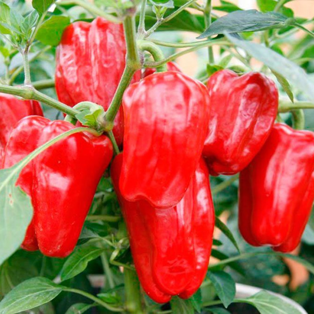 Семена сладкого перца Агаповский