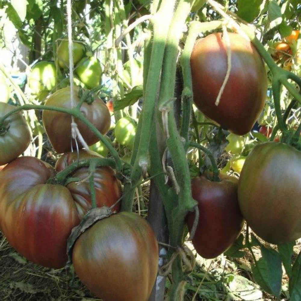 Семена томата Бычье сердце черное