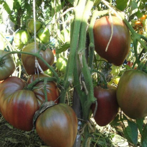 Бычье сердце черное