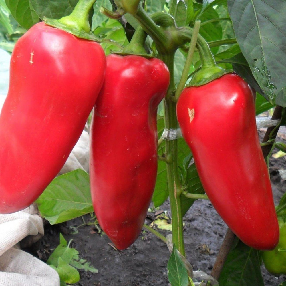 Семена сладкого перца Ростовский юбилейный