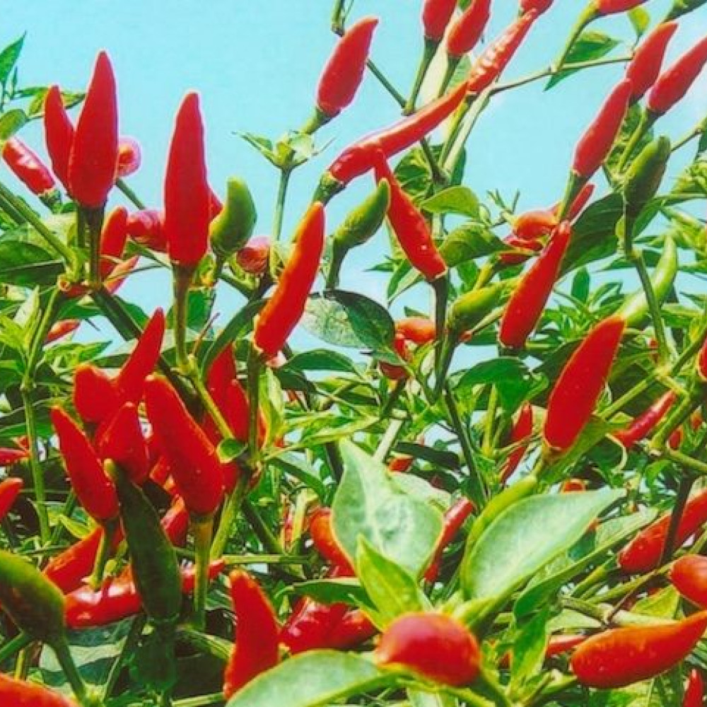 Семена острого перца Demon Red