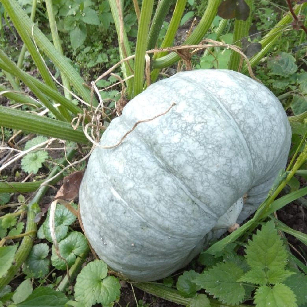 Семена тыквы Лечебная