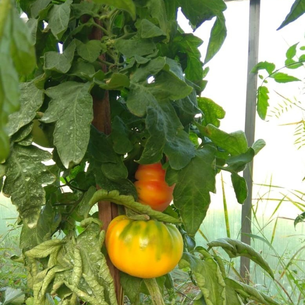 Семена томата Желтый мрамор