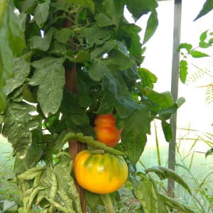 Желтый мрамор