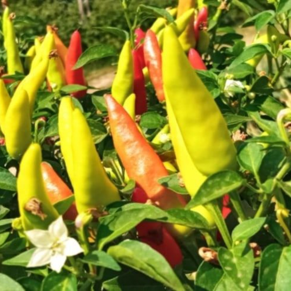 Семена острого перца Matchbox-2